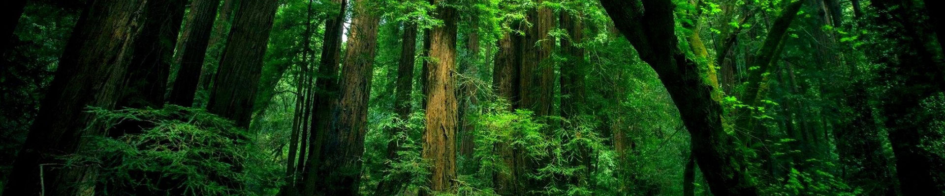 Environmental Responsibility